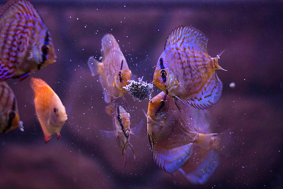 Fishies-9