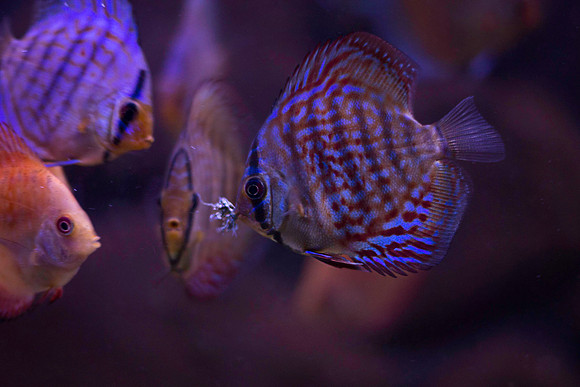 Fishies-8