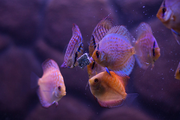 Fishies-5