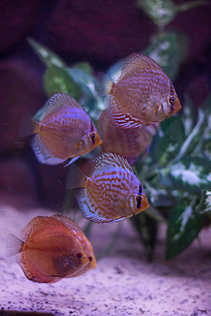 Fishies-6