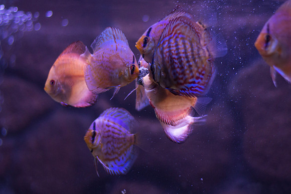 Fishies-3